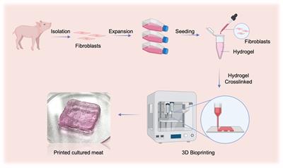 Highly efficient isolation and 3D printing of fibroblasts for cultured meat production